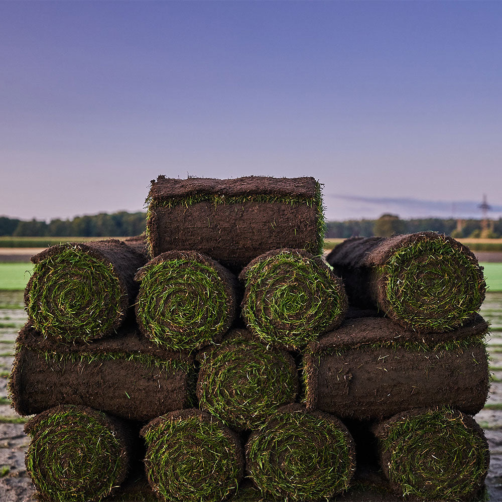 Premium Rollrasen